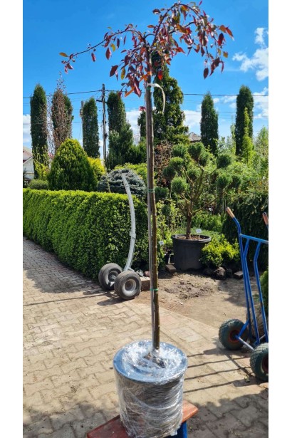 Саджанець Malus hybrida Royal Beauty для оформлення елегантних ландшафтів.